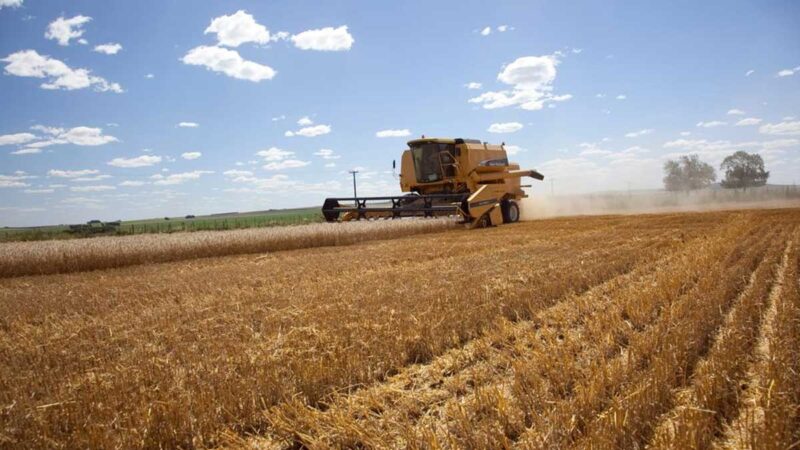 El Gobierno nacional proyecta la mayor siembra de trigo en 20 años
