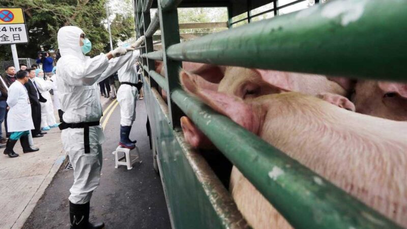 El control de la peste porcina africana en China sigue siendo complicado