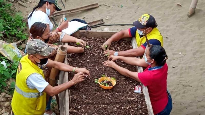 En Babahoyo se incentiva el cultivo de legumbres