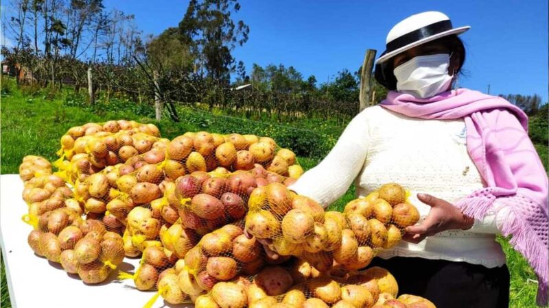 En Chimborazo se presenta nueva variedad de papa