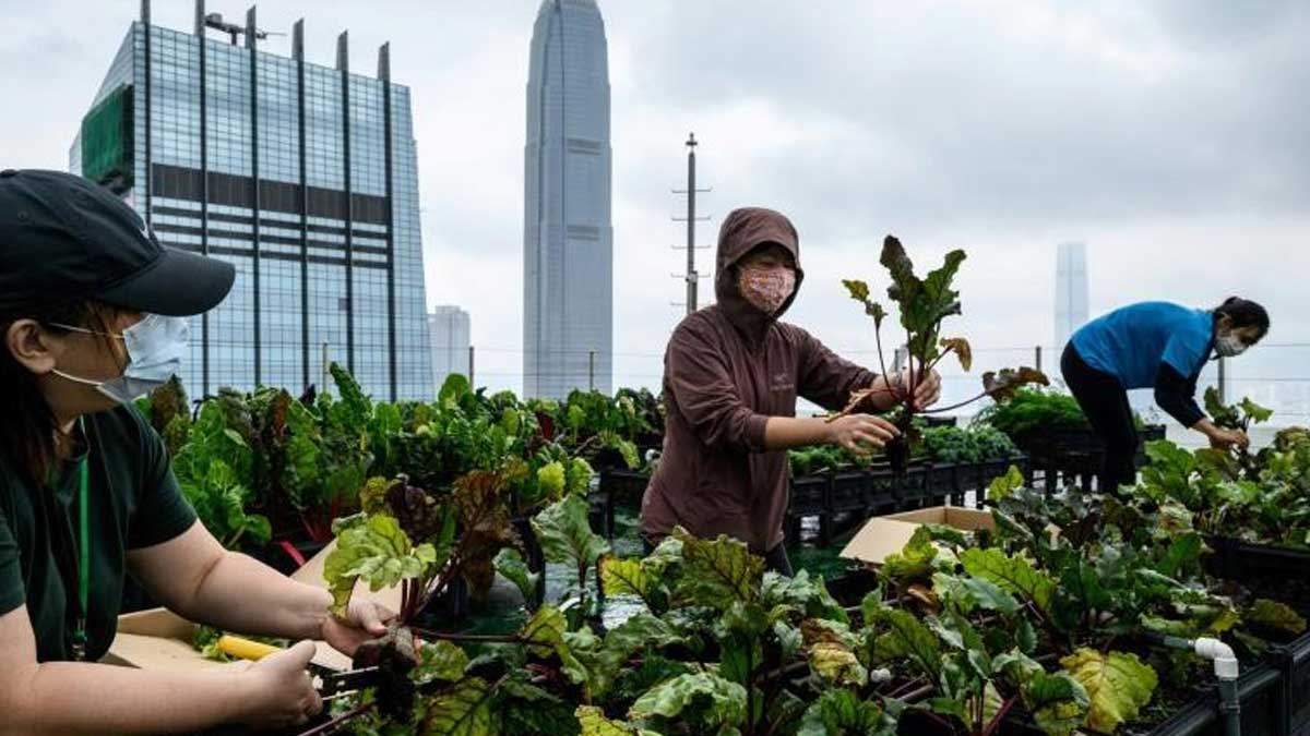 En Hong Kong, la agricultura en las nubes para reconectarse con los alimentos