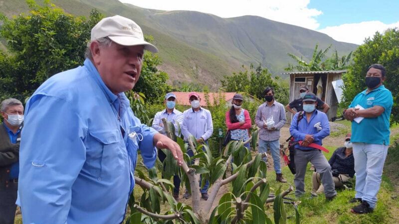 Escuela de campo del cultivo del mango brinda capacitación a fruticultores