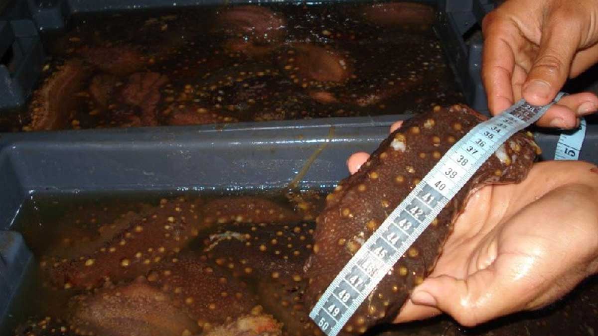 Inicia oficialmente la pesquería de pepino de mar en la Reserva Marina de Galápagos