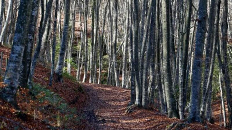 La UE quiere plantar 3.000 millones de árboles contra el cambio climático