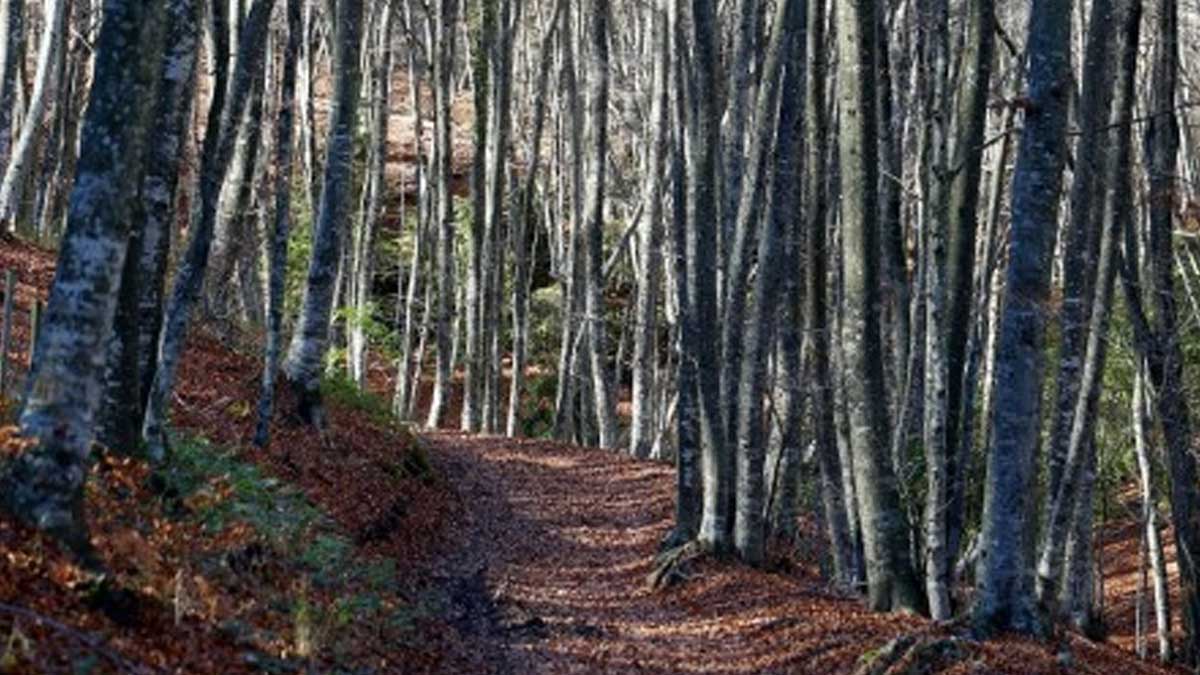 La UE quiere plantar 3.000 millones de árboles contra el cambio climático