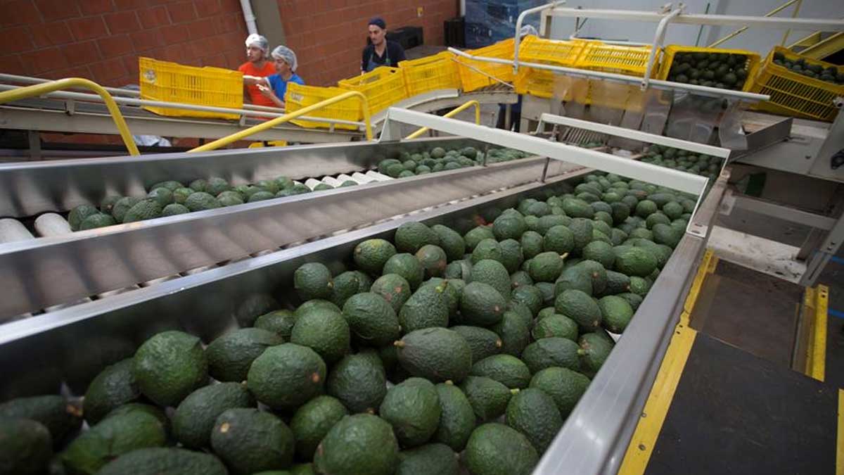 La balanza agroalimentaria de México tiene uno de sus mayores saldos en 27 años