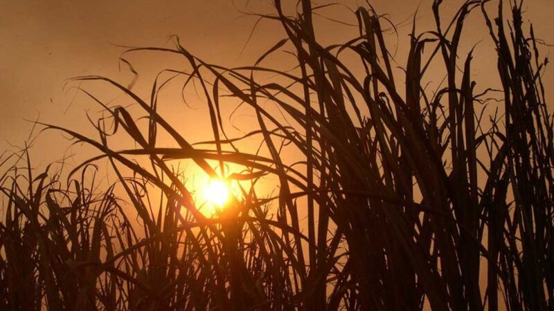 La zafra azucarera redujo su producción en Guatemala un 7,2 % durante 2021