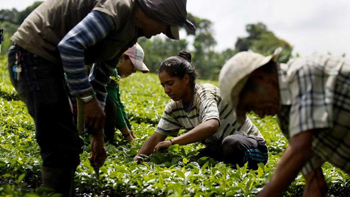 Las exportaciones de café colombiano caen en junio por los bloqueos de vías