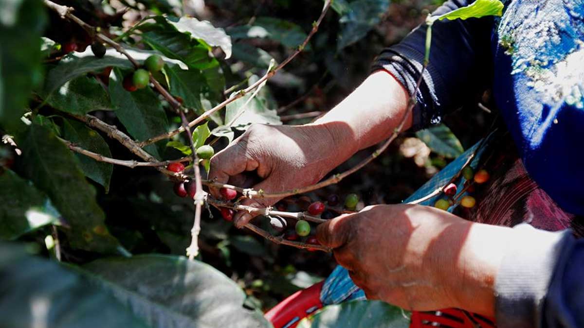 Las heladas causaron daños en un 8 % de los cultivos de café arábiga en Brasil