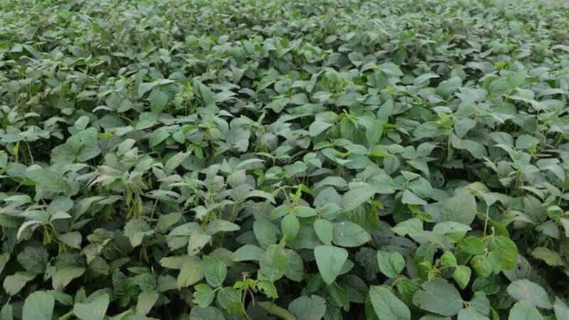 Luz amarilla: el precio internacional de la soja pierde 30 dólares en la reapertura de los mercados de EEUU