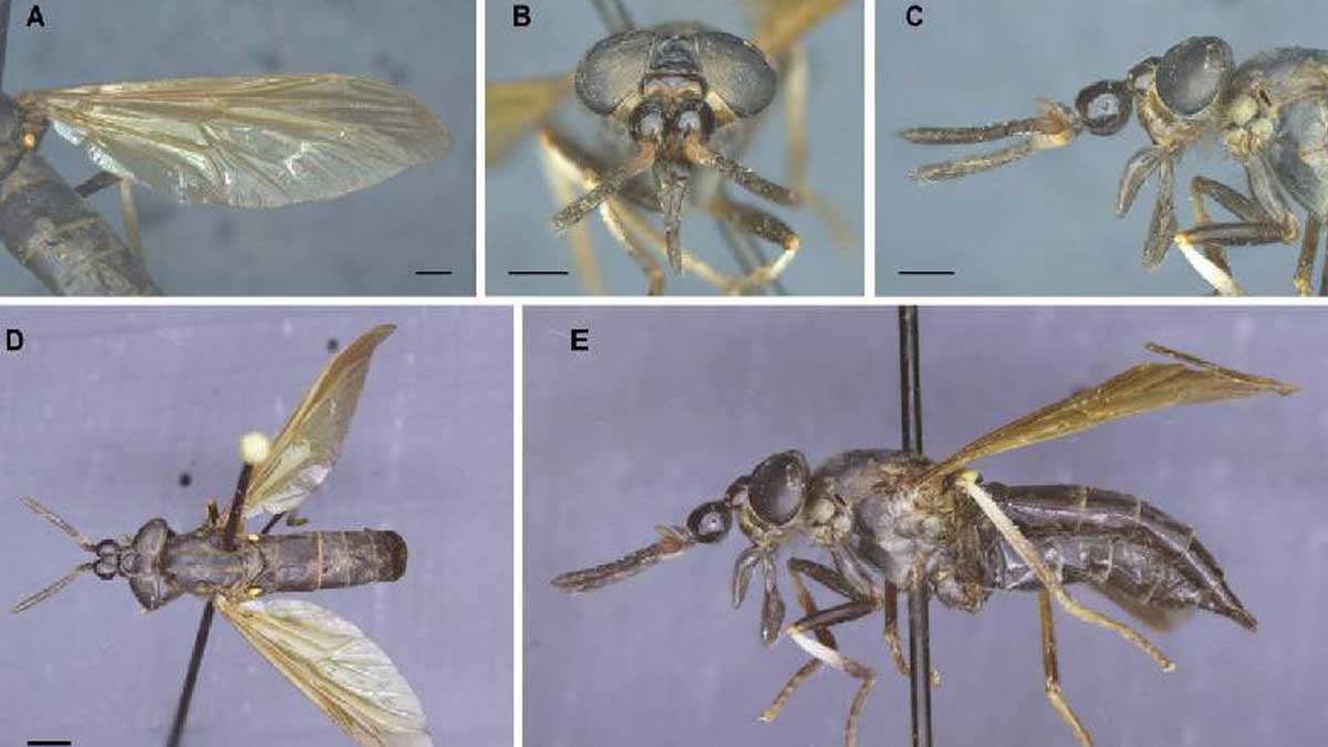 Nueva especie de tábano, cuyo cuerpo parece de avispa, descubierto en la Amazonía de Ecuador