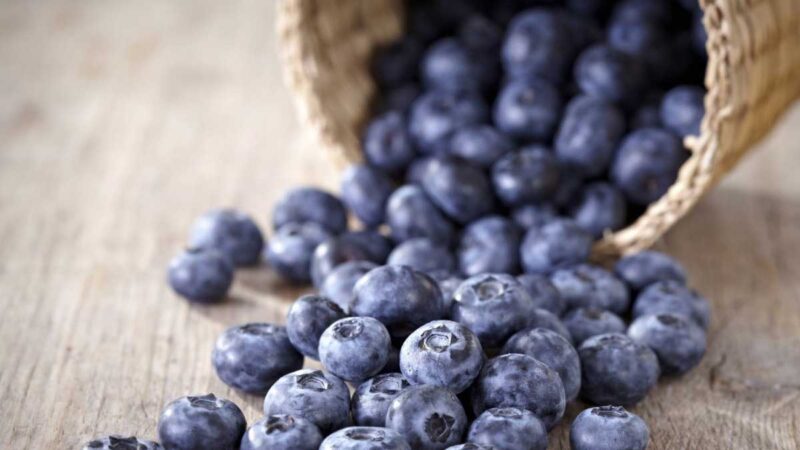 Perú será sede de la Cumbre Mundial del Arándano 2021