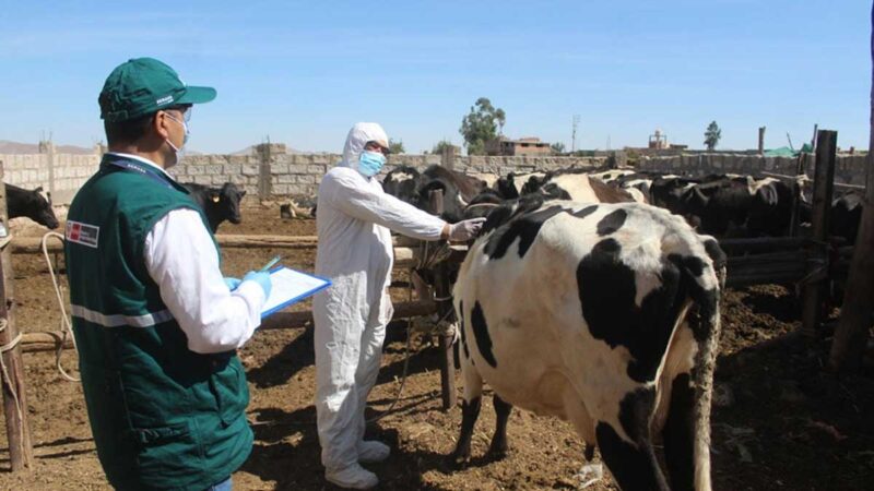 Puno: identifican más de 63,500 cabezas de ganado bovino