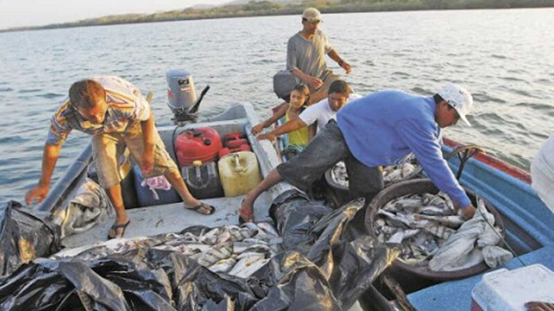 Sector pescquero prevé superar los US$300 millones en exportaciones este año