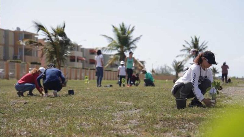 Siembran 5,000 árboles en el área sur de Puerto Rico
