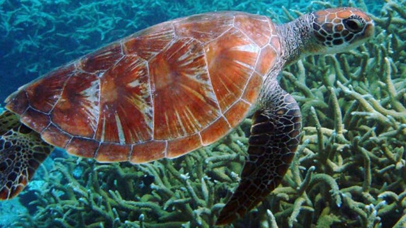 Siete países se unirán en proyecto inédito que busca estudiar la basura para la conservación de las tortugas marinas en América Latina.