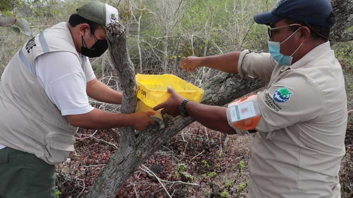 Trampas para avispas fueron colocadas en el sitio de visita Complejo de Humedales