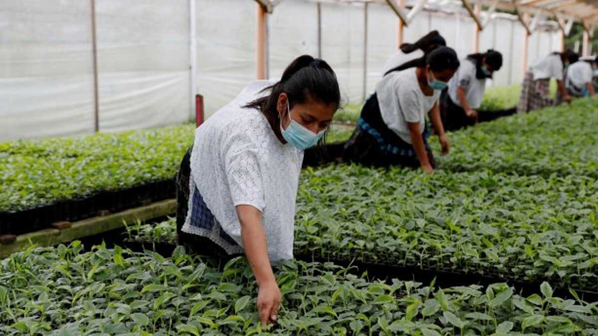 Un programa de la FAO de 66 millones de dólares apoyará la agricultura de Guatemala