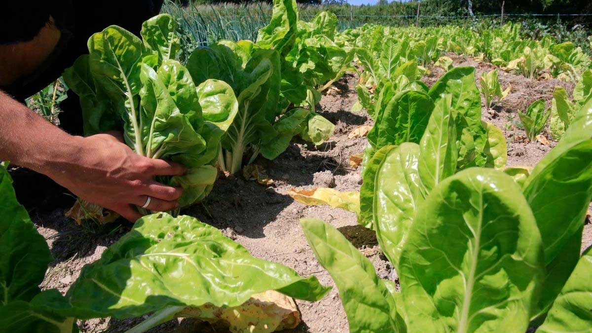 Agricultura amplía el plazo de las solicitudes del Programa Cultiva para jóvenes
