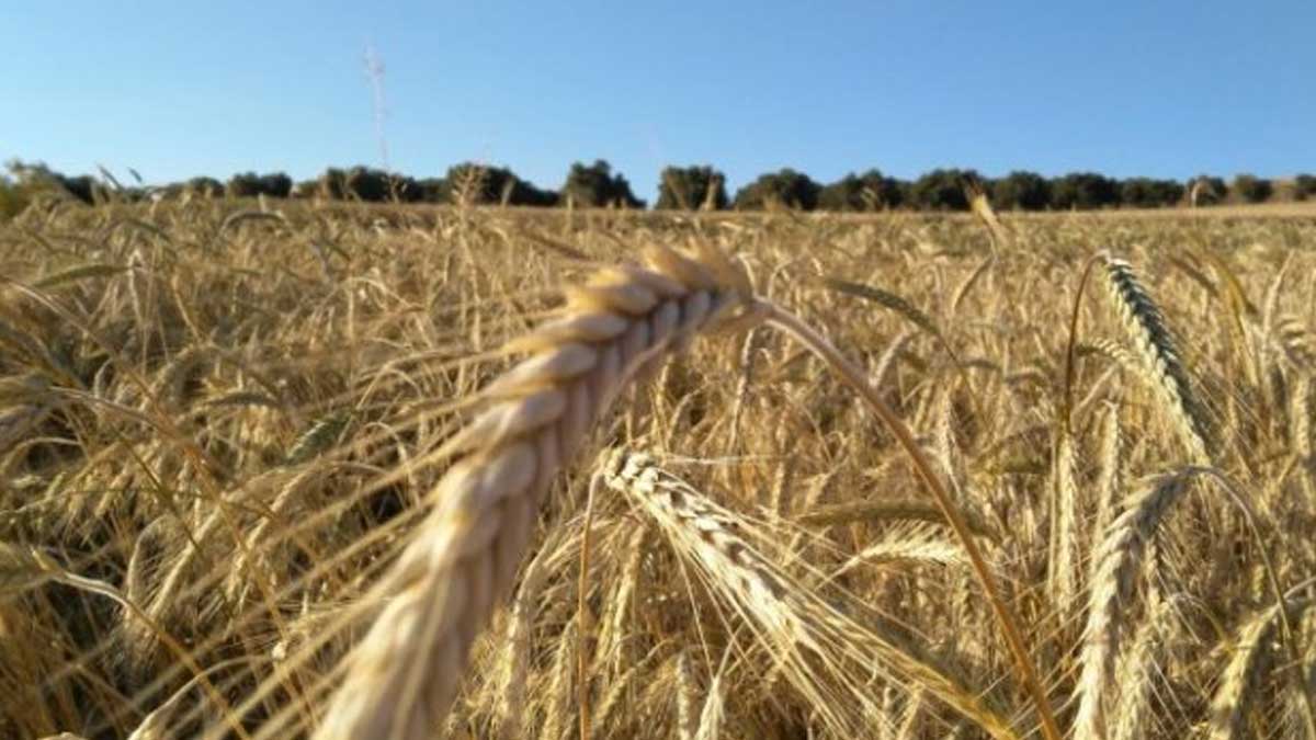 Agricultura publica las condiciones para asegurar herbáceos, olivar y frutos secos