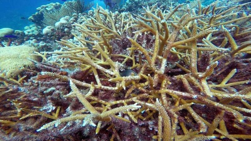 Alertan de que la actividad humana asfixia los arrecifes de coral del Caribe