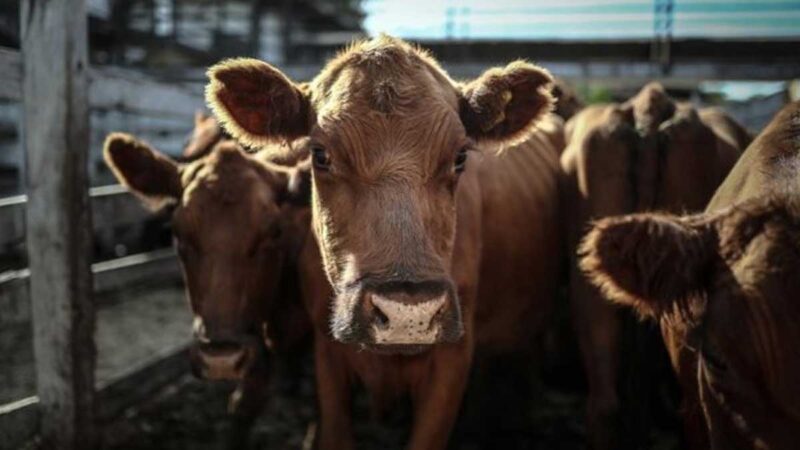 Argentina extiende dos meses más las trabas a la exportación de carne vacuna