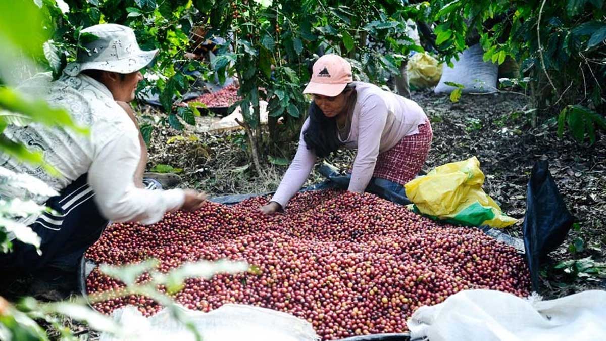 Cafetaleros piden apoyo inmediato al Gobierno salvadoreño
