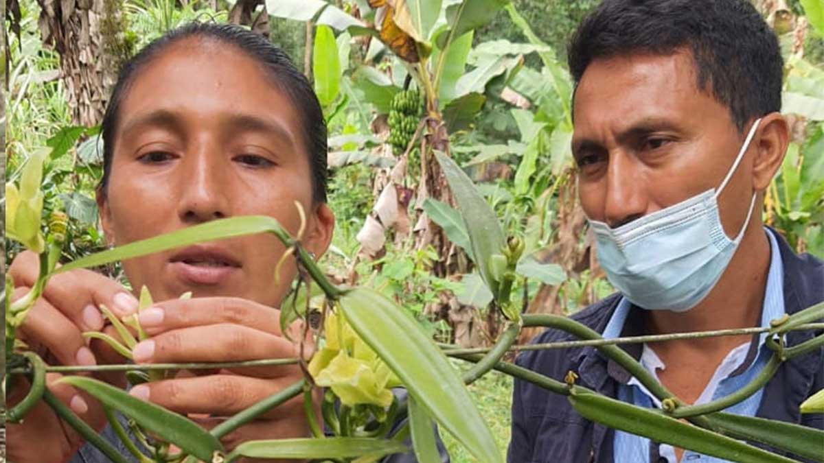 Capacitamos en manejo de sustrato y polinización de la vainilla
