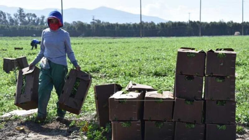 Ciencia, manufactura y agricultura en Miami tienen como principal pilar el trabajo de los inmigrantes