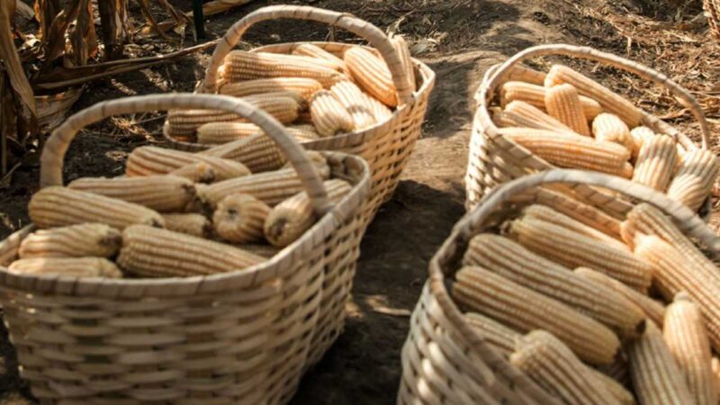 Comienza Tech Maíz, fortaleciendo capacidades para un futuro sustentable en las Américas