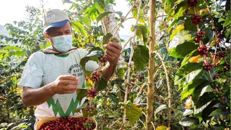Día del Café Peruano: mejoras tecnológicas y servicios para productores