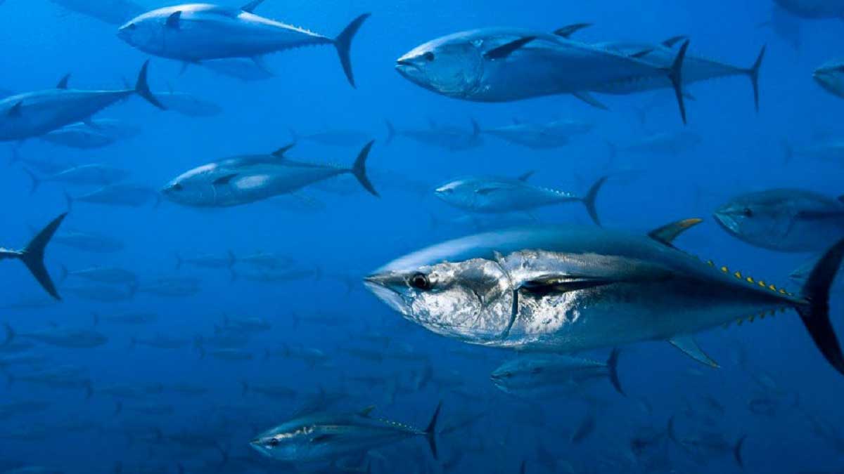 Ecuador presentará propuestas de ordenamiento pesquero para combatir la pesca ilegal e impulsar la sostenibilidad