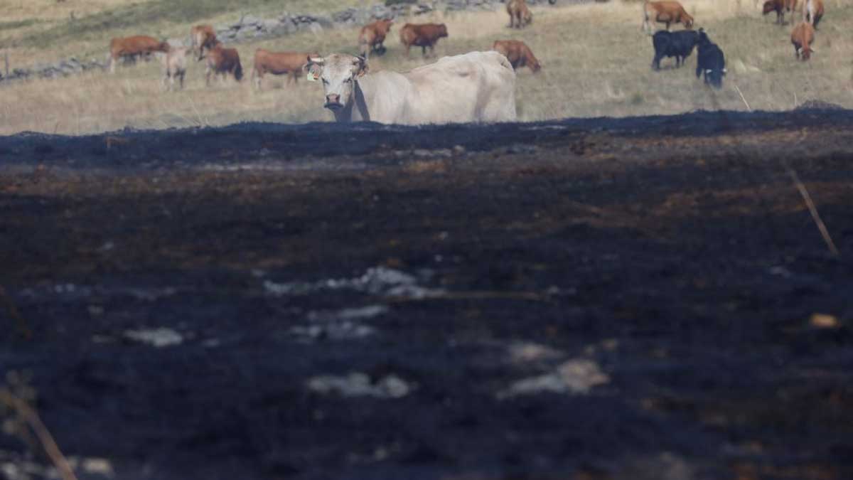 El Consejo de Ministros declarará zona catastrófica a las comunidades que han sufrido incendios