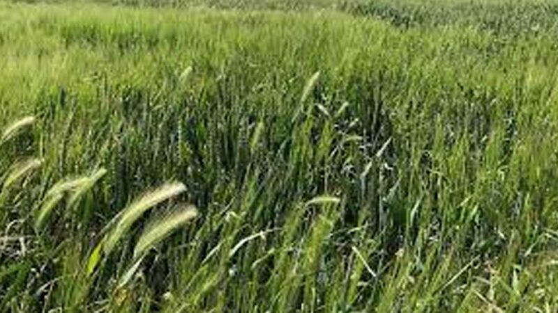 El Gobierno adapta la normativa nacional sobre sanidad vegetal a los nuevos reglamentos de la UE