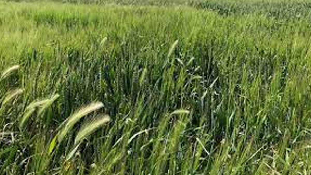 El Gobierno adapta la normativa nacional sobre sanidad vegetal a los nuevos reglamentos de la UE