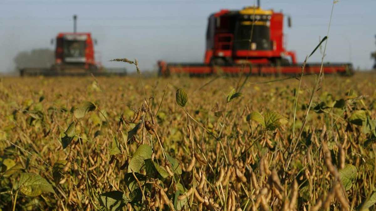 El ingreso de divisas a Argentina por exportaciones del sector “agro” subió un 53 % en julio