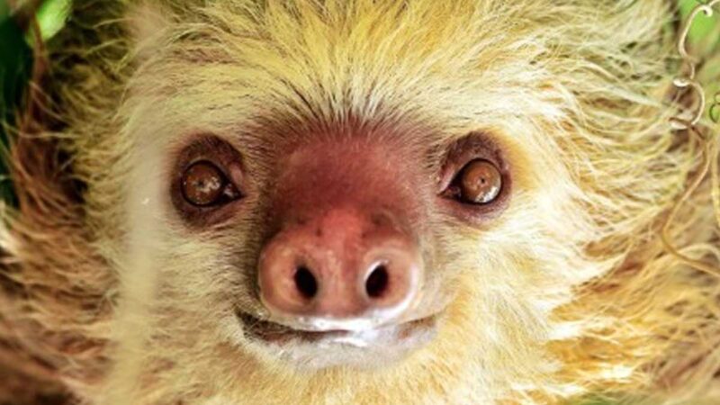 El perezoso se convierte en un símbolo nacional de Costa Rica