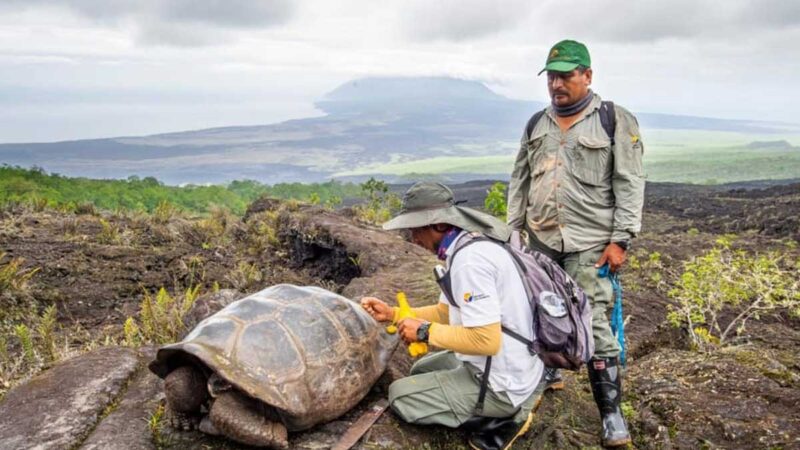 Expedición recorrerá volcán Wolf para estudiar a las iguanas rosadas