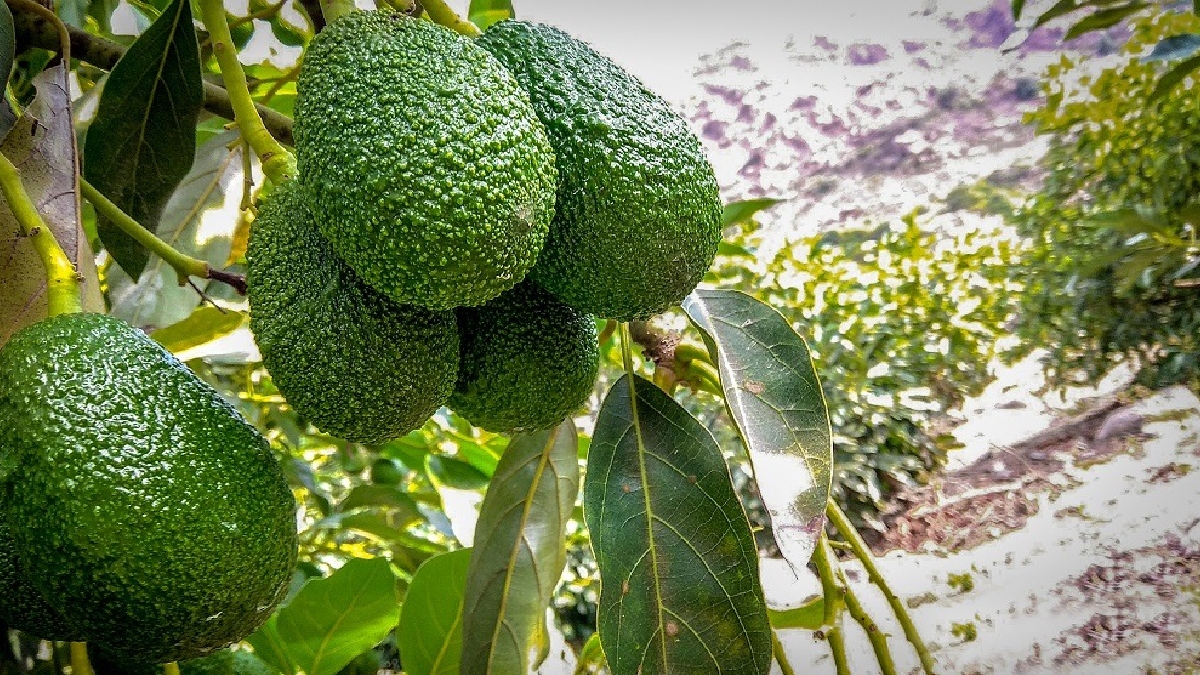 Exportaciones de palta peruana crecieron 43.8%