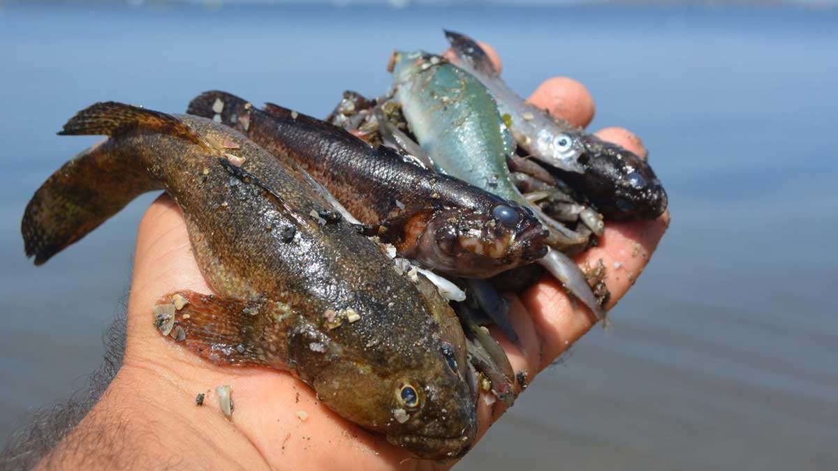 Falta de oxígeno, contaminación y ola de calor: las claves del desastre medioambiental que ha provocado la muerte masiva de fauna marina en España