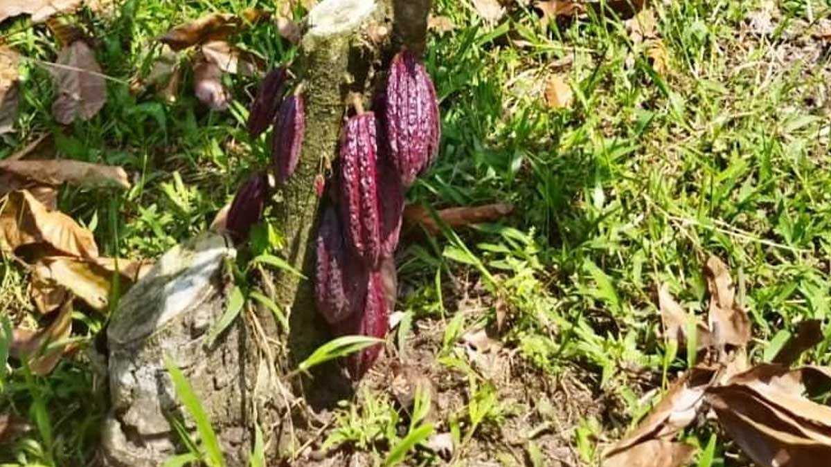 INIAP trabaja con tecnología de rehabilitación en cultivos de cacao