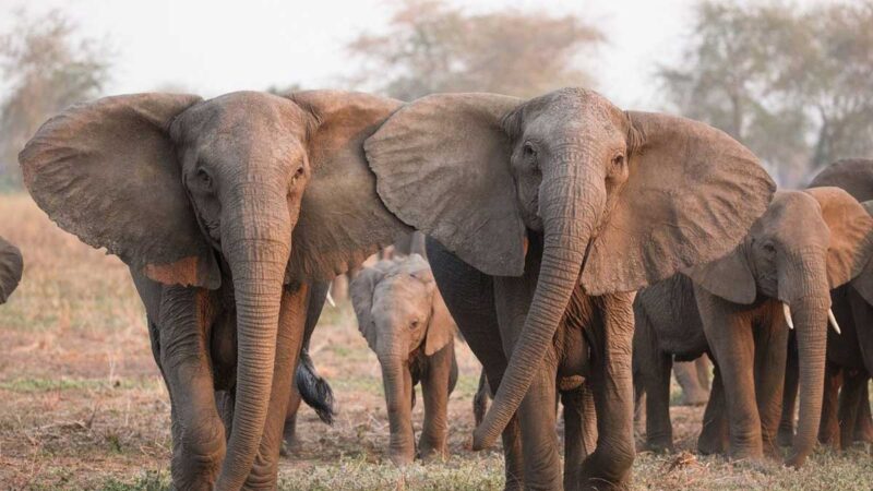 Kenia aumenta su población de elefantes de sabana, la cuarta mayor del mundo