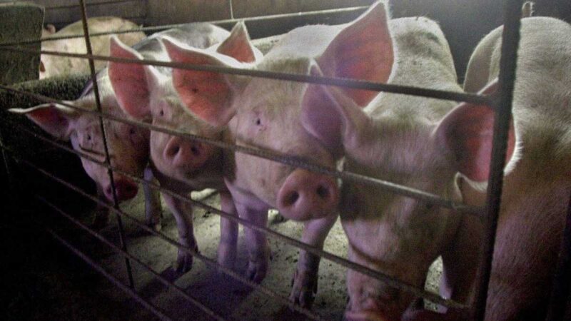 La FAO alerta a los países de América ante la peste porcina africana de R. Dominicana