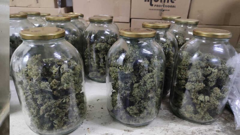 La primera finca cannábica legal de Ecuador se alza entre cultivos de rosas en Tabacundo.