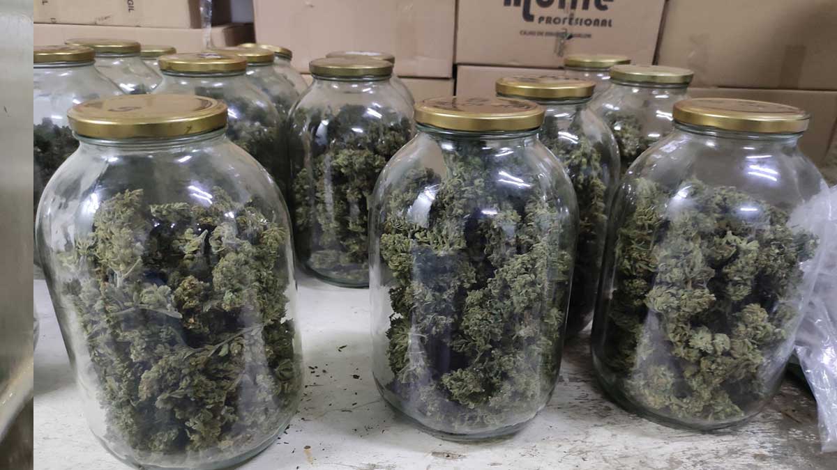 La primera finca cannábica legal de Ecuador se alza entre cultivos de rosas en Tabacundo.