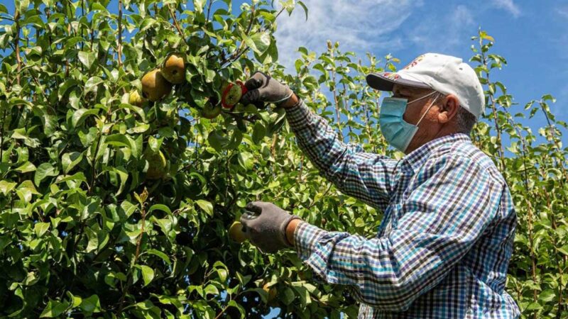 La producción de manzana subirá 28 % este año y la de pera caerá 2 % en España