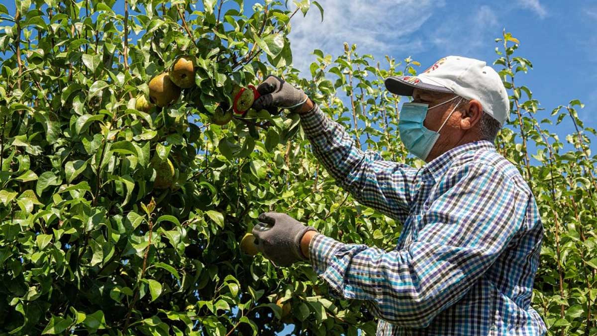 La producción de manzana subirá 28 % este año y la de pera caerá 2 % en España