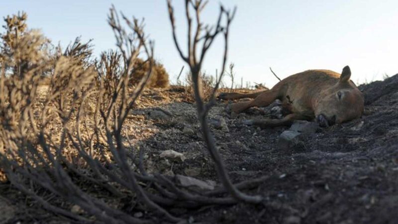 Los ganaderos de Ávila pedirán ayudas tras el incendio a la espera de concretar los daños
