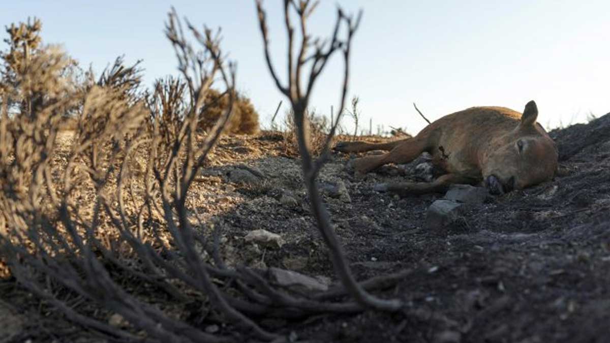Los ganaderos de Ávila pedirán ayudas tras el incendio a la espera de concretar los daños