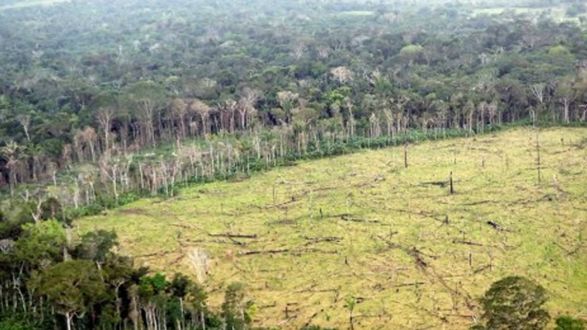 Los pulmones de Colombia tratan de ganarle la batalla a la deforestación